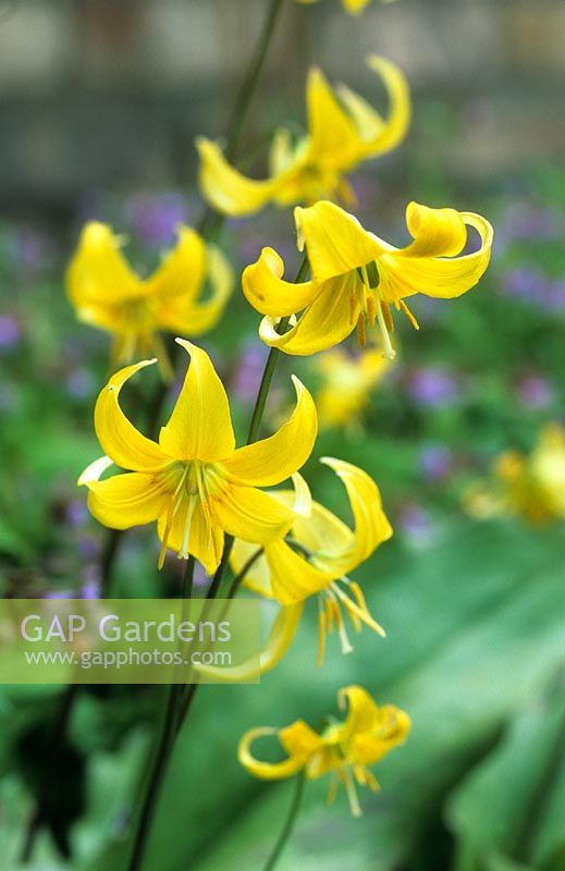 Erythronium 'Pagoda'