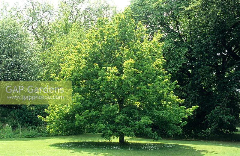 Quercus robur - Specimen in lawn