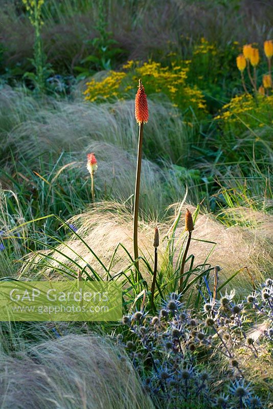 Prairie style garden with drifts of grasses, Kniphofia and Eryngium