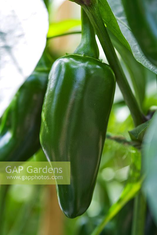 Capsicum 'Jalapeno'