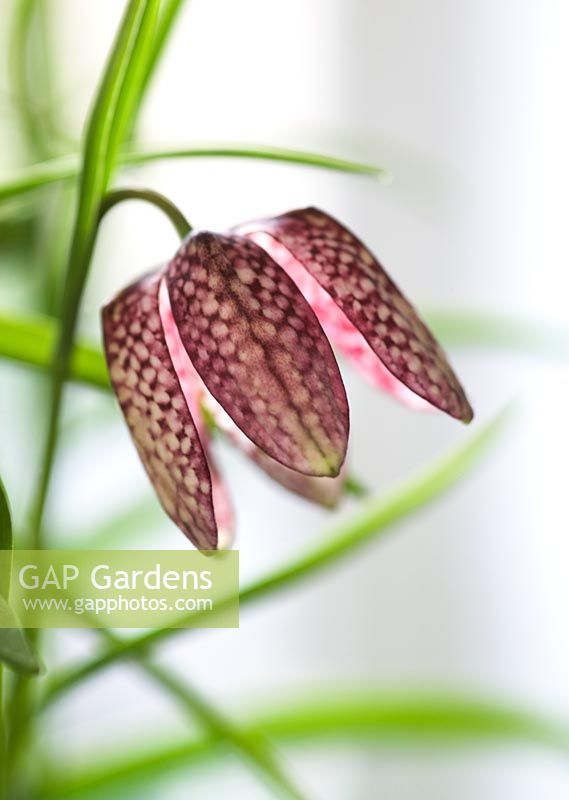 Fritillaria meleagris - Snakes head fritillary