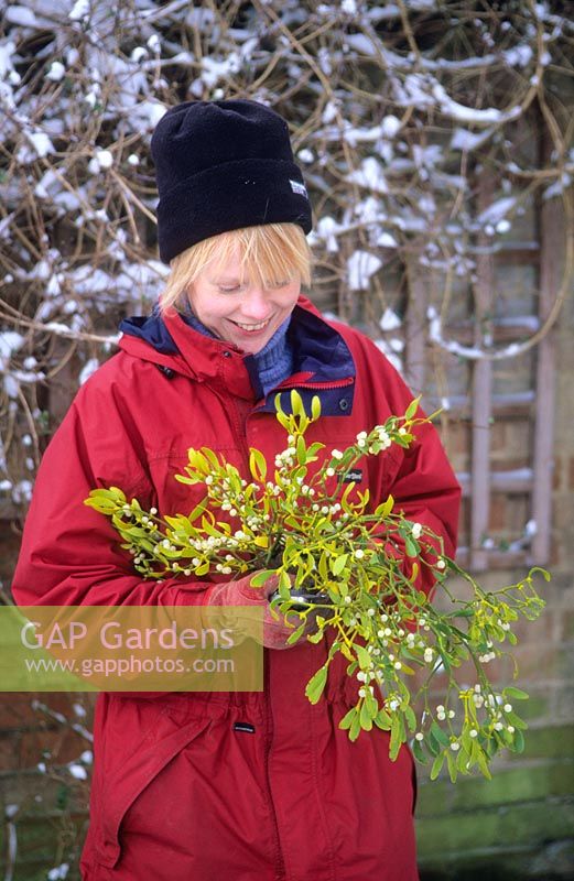 Woman gathering Mistletoe 