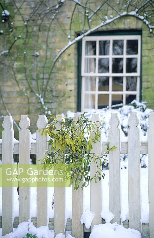 Bunch of mistletoe on picket fence