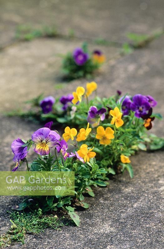 Viola - Self seeded between paving stones