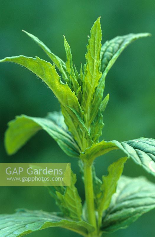 Mentha viridis - Spearmint