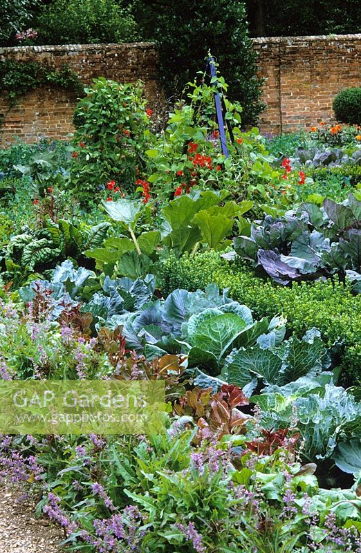 The Potager at West Green House garden -  Cerinthe major 'Purpurascens' and Brussel sprout 'Rubine' with cabbages and lettuces