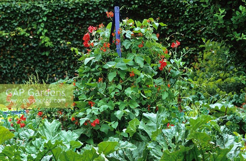Blue painted obelisk with Phaseolus coccineus 'Scarlet Emperor' and Lathyrus odoratus 'Red Ensign' - Runner Beans and Sweet peas 