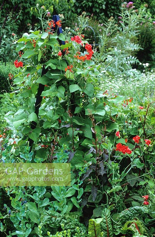 Blue painted wooden obelisk with Runner bean 'Scarlet Emperor' and Sweet pea 'Red Ensign' - Lathyrus odoratus