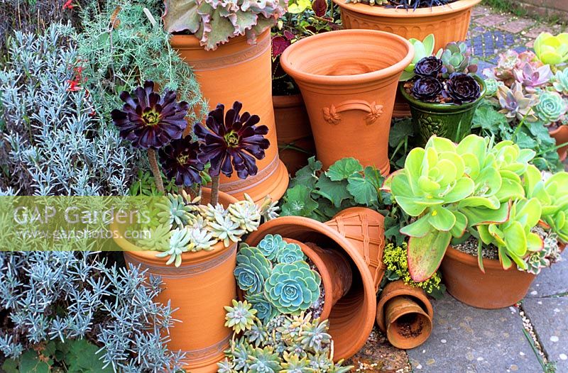 Group of terracotta pots on patio with Aeonium and Echevaria