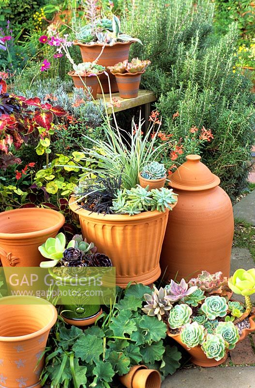 Group of terracotta pots on patio with Aeonium and Echevaria
