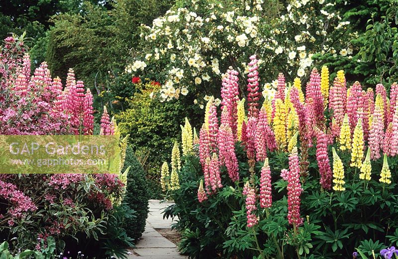 Weigela praecox 'Variegata'  in flower with pink lupin 'The Chatelaine' and yellow lupin 'Chandelier'. Rosa 'Fruhlingsgold' in the background.