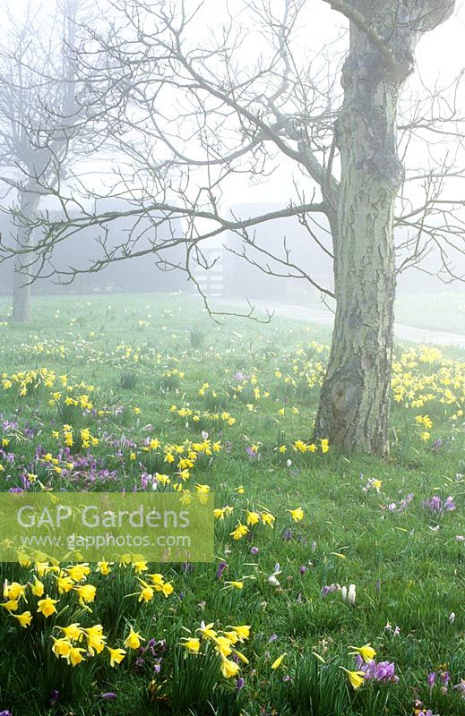 A misty morning with Narcissus pseudonarcissus - naturalised daffodils and Crocus vernus hybrids in the front meadow at Great Dixter