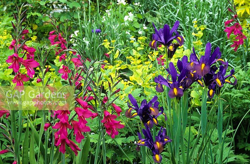 Gladiolus communis subsp. byzantinus with Iris 'Blue Triumphator' and Smyrnium perfoliatum in the Long Border at Great Dixter