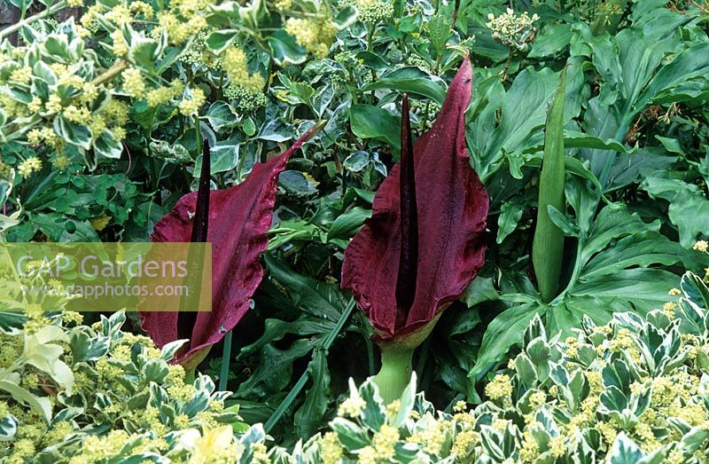 Dracunculus vulgaris - Dragon arum