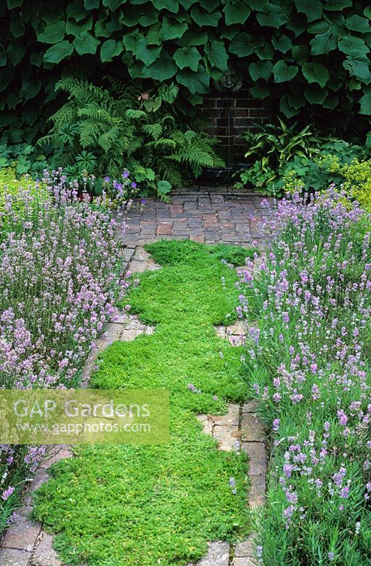 A scented chamomile path Chamaemelum nobile 'Treneague' edged with Lavandula angustifolia 'Hidcote' at Clinton Lodge