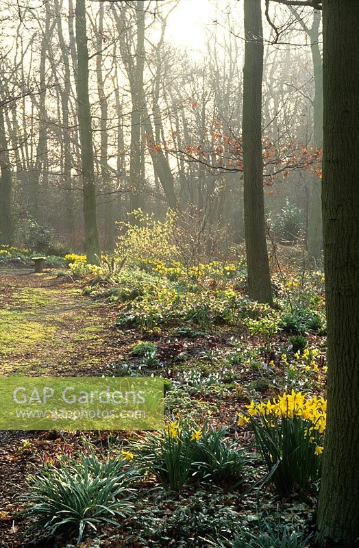 Early morning mist and sunlight in the woodland garden at Beth Chatto's 