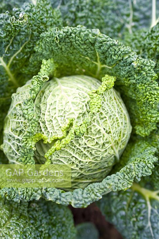 Brassica oleracea - Savoy Cabbage