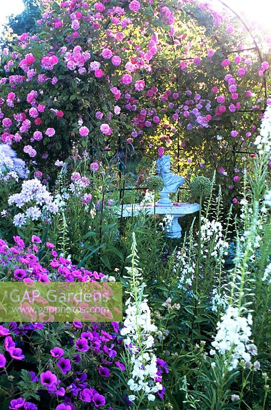 Rosa 'Seven Sisters' climbing over pergola with seat and ornamental bust underneath