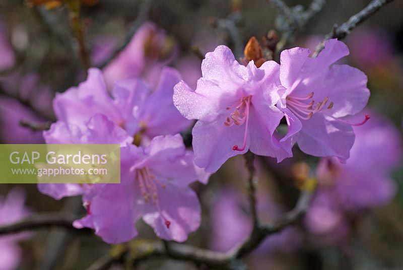 Rhododendron x praecox