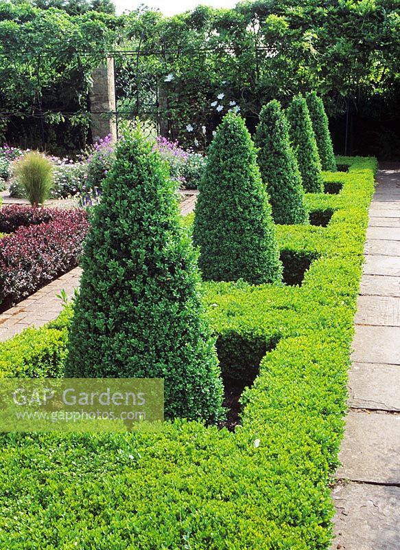 Repeating Buxus cones in low box hedge - Waterperry gardens Oxfordshire