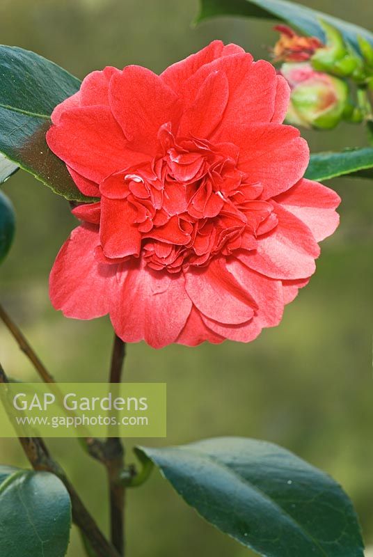Camellia japonica 'Takanini' - Medium anemone form of deep red flower at Trehanes Nursery, Dorset
