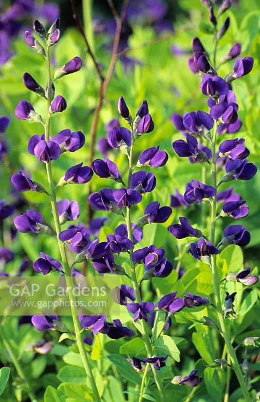 Baptisia australis 