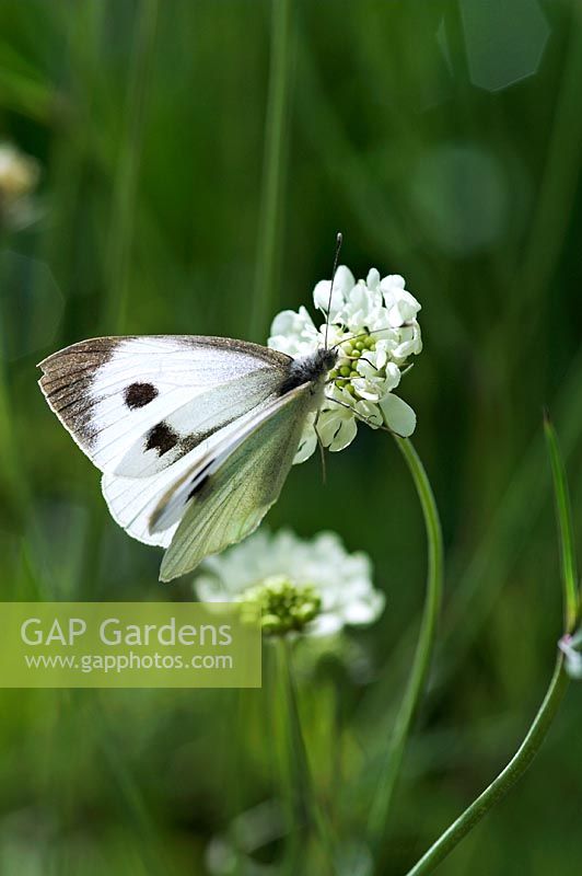 Scabiosa columbaria ochroleuca - Large White Butterfly on flower