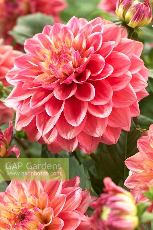 Dahlia 'Princesse Gracia'