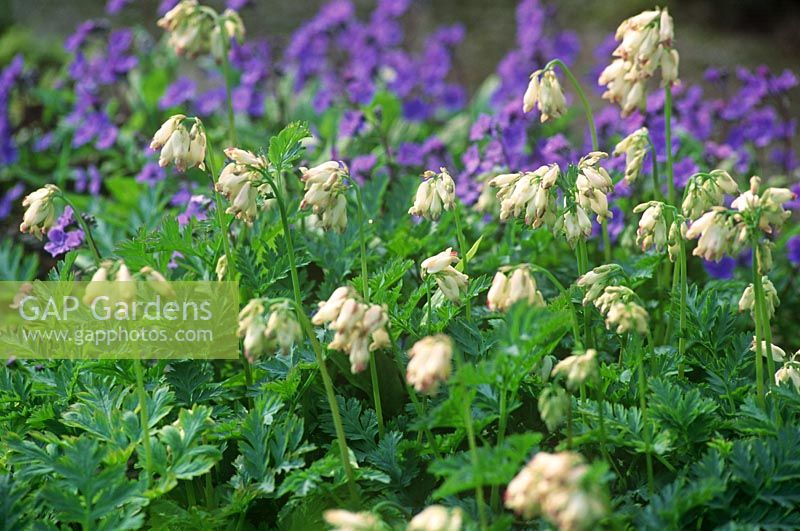 Dicentra 'Pearl Drops' and Omphalodes cappadocica 'Cherry Ingram'