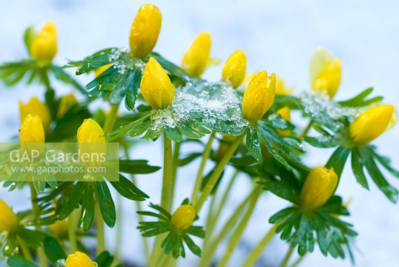 Eranthis hyemalis - Winter Aconite 