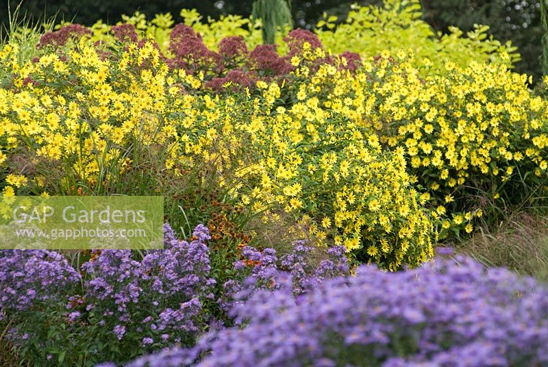 Perennial border with Aster frikartii 'Monch' and Helianthus 'Lemon Queen'