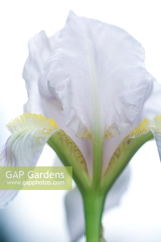 Iris Florentina - Bearded iris