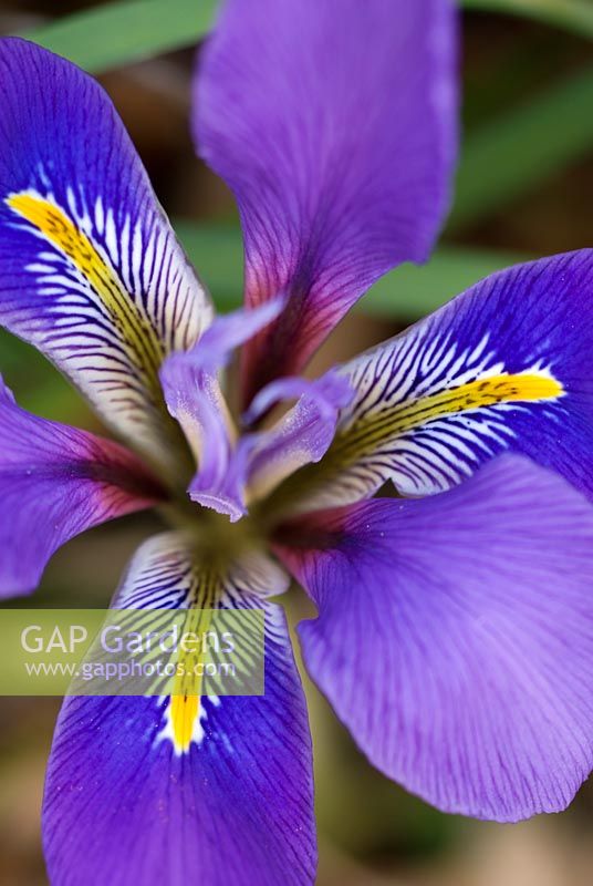 Iris unguicularis 'Mary Barnard' - Netted Iris