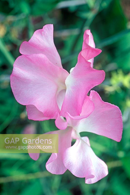 Lathyrus odoratus 'Macmillan Nurse' 