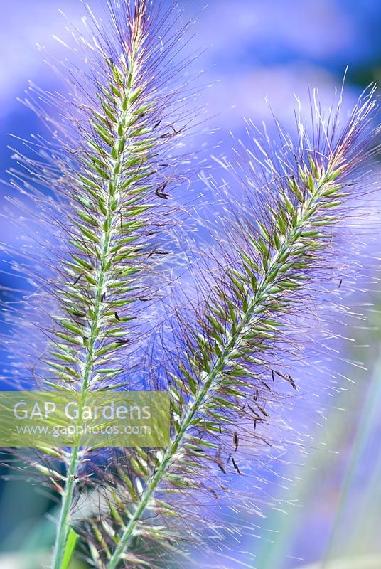 Pennisetum alopecuroides 'Hameln' - Chinese Fountain Grass