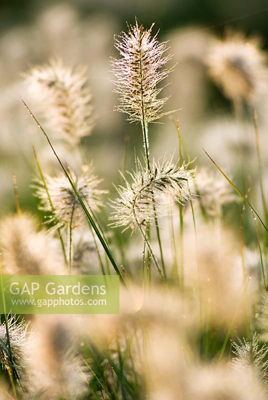 Pennisetum alopecuroides 'Little Bunny' - Chinese Fountain Grass covered in dew