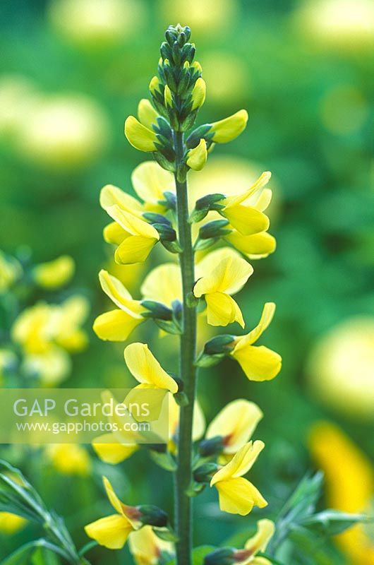 Thermopsis lanceolata 