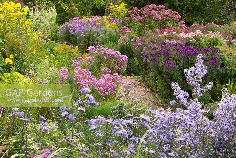 National collection of Autumn flowering Asters with Helianthus 'Lemon Queen', Eupatorium and Miscanthus