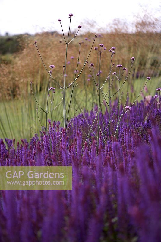 Salvia x sylvestris 'Mainacht' and Verbena bonariensis - Stipa gigantica in backgound