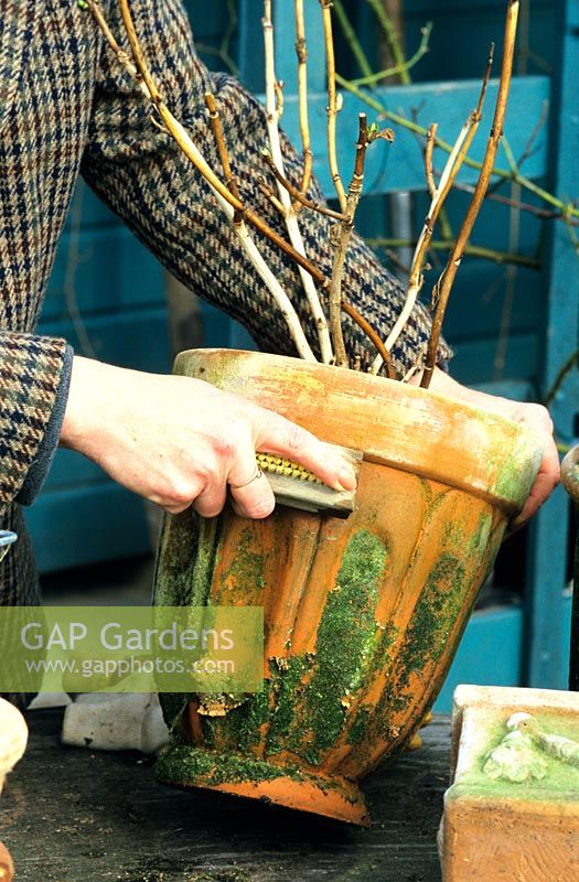 Woman cleaning algae off a terracotta pot