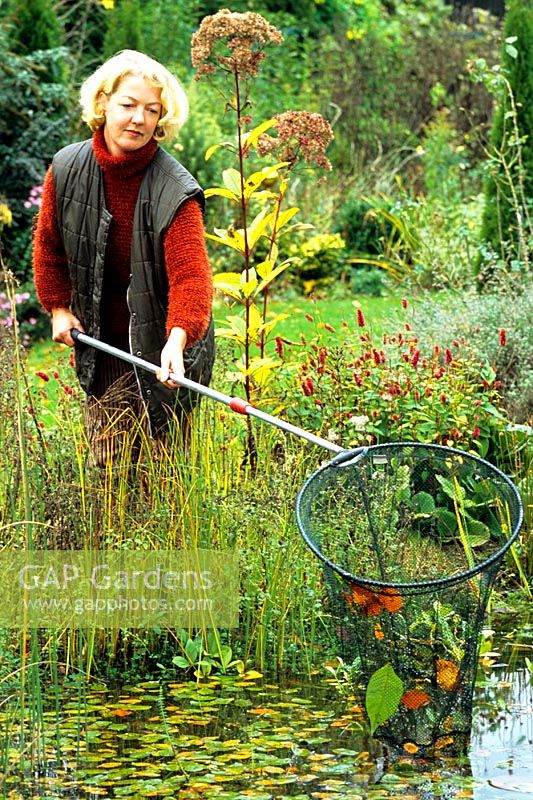Woman using long handled net to collect fallen leaves from surface of pond