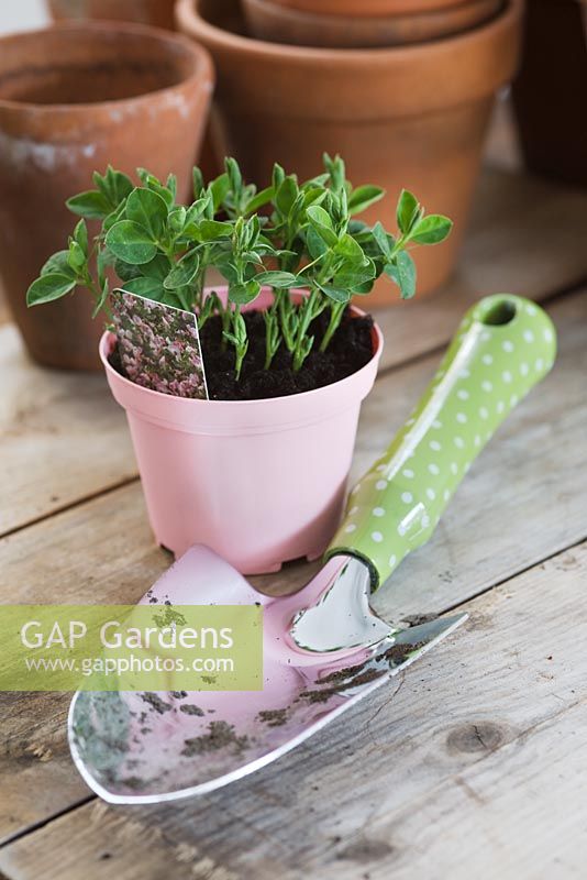 Lathyrus 'Cupid' - Sweet Pea seedlings in pink palstic pot with trowel.