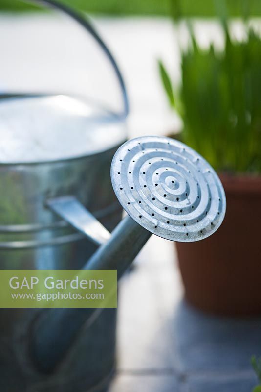 Galvanised metal watering can with pot plants in background