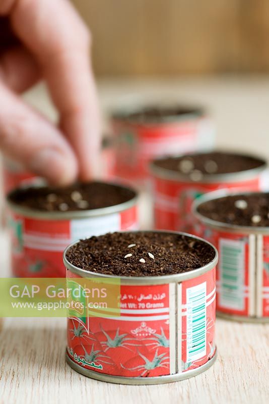 Tomato seeds 'Gardeners Delight', being sown in recycled tomato puree tins.