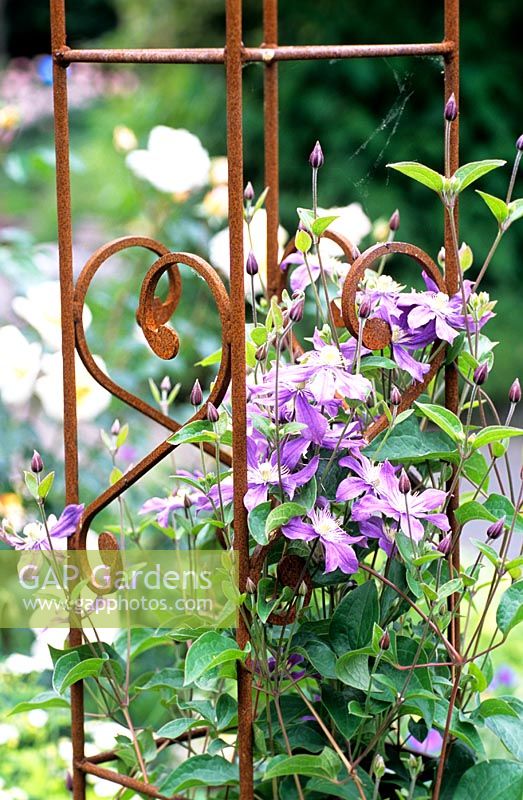 Metal support frame for Clematis