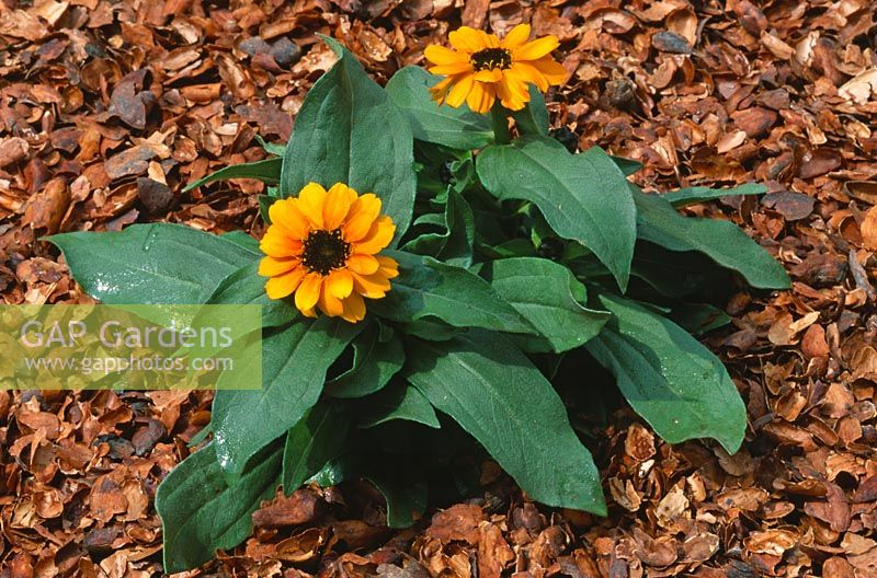 Zinnia 'Profusion Orange' surrounded with cocoa shell mulch