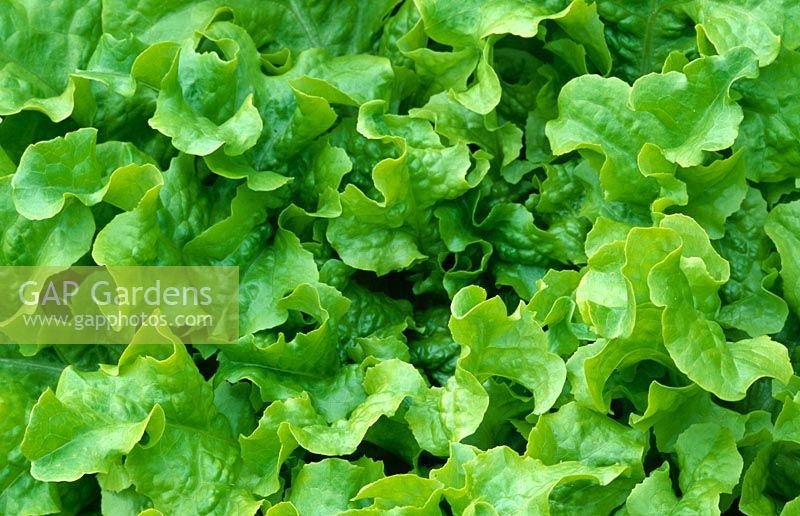 Lactuca sativa - Curly leafed lettuce 
