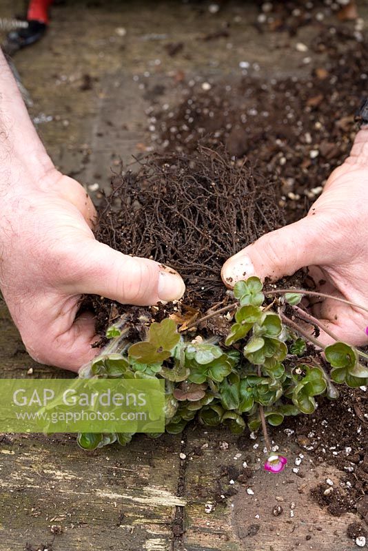 Repotting and dividing a Hepatica. Gently teasing apart - Demonstrated by John Massey, Ashwood Nurseries