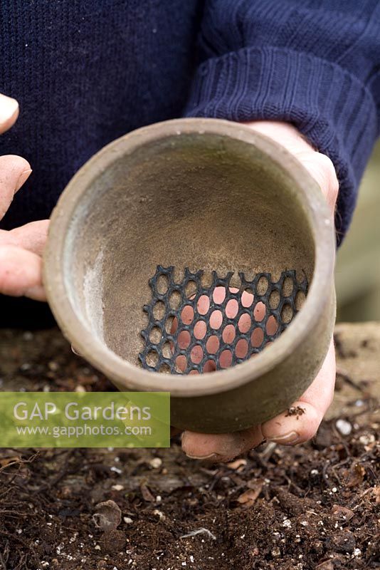 Repotting and dividing a Hepatica. Putting gauze over large drainage hole to ensure maximum drainage - Demonstrated by John Massey, Ashwood Nurseries