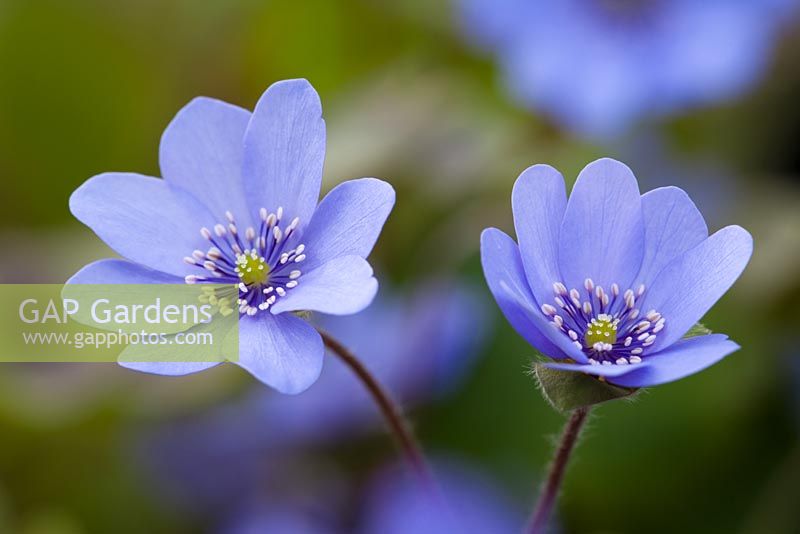 Hepatica transsilvanica 'Buis' - Hepatica  media 'Buis' 